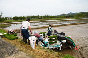 山田　田植え4.jpg